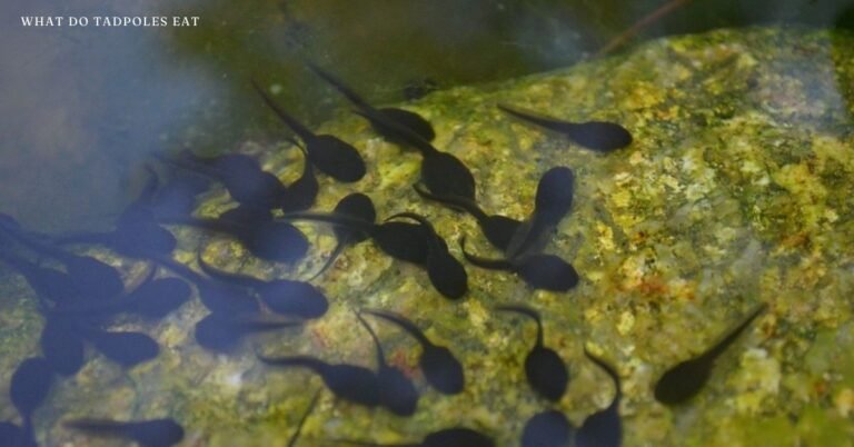 what do tadpoles eat